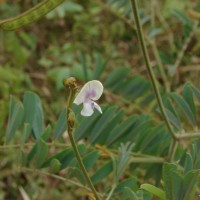 Tephrosia noctiflora Bojer ex Baker